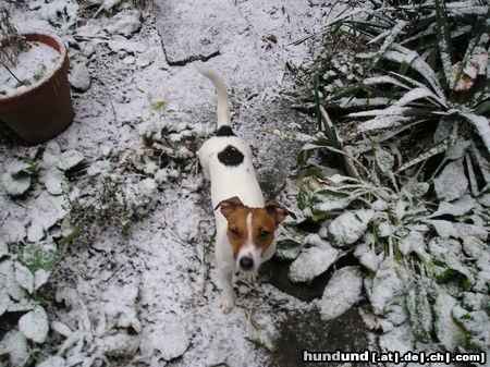 Jack-Russell-Terrier Ich liebe Schnee!