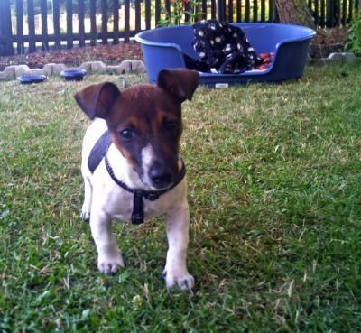 Jack-Russell-Terrier Jack-Russell Hündin als Welpe. ca. 6 Monate alt