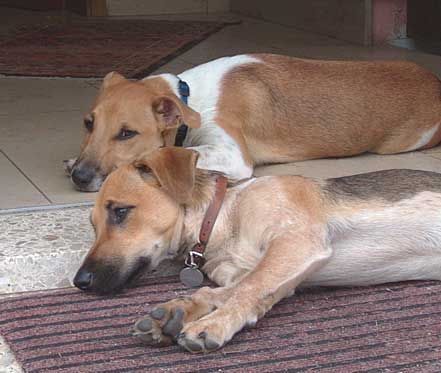 Jack-Russell-Terrier Bekomm ich auch noch ne Wurst ?