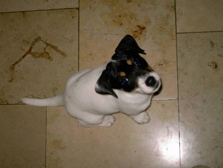 Jack-Russell-Terrier Terroristenyoshi