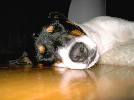 Jack-Russell-Terrier Yoshi