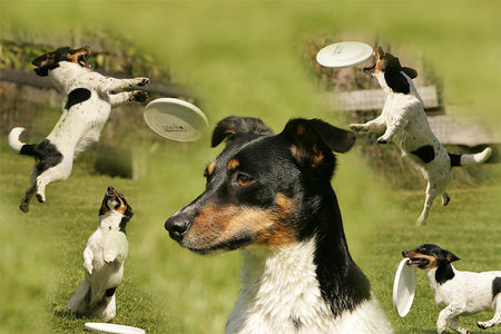 Jack-Russell-Terrier Jack Russel Terrier Bijou, Besitzer Nicole Hofmann, Hundeschule Dog Dream Arnsberg