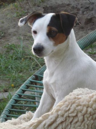 Jack-Russell-Terrier Alexis 11 monate