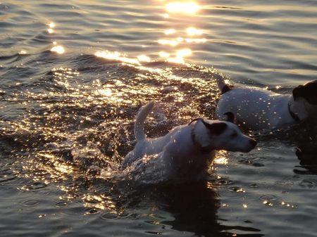 Jack-Russell-Terrier JUHU endlich wieder Baden