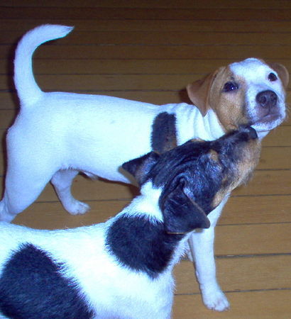 Jack-Russell-Terrier Noble Knights Alistair und Ban Blair