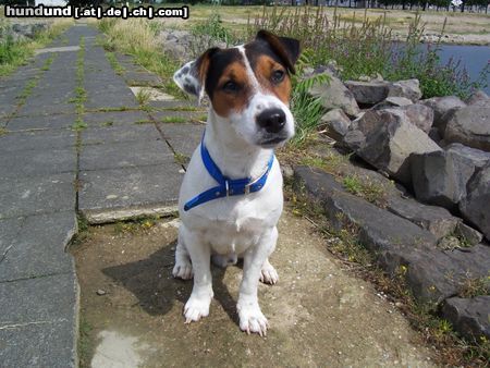 Jack-Russell-Terrier Filou am rhein