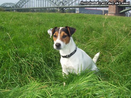 Jack-Russell-Terrier Fiolu