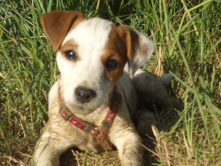 Jack-Russell-Terrier Unsere 13Wochen alte Jack Russel Hündin Emmi!!!...ihr erster Tag am See!