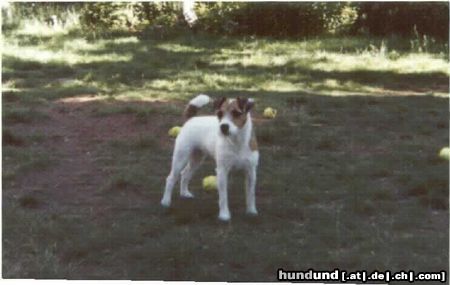 Jack-Russell-Terrier Billbridge Amber Engl. imp Hündin