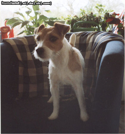 Jack-Russell-Terrier Bin ich niedlich oder ........Billbridge Amber aus England