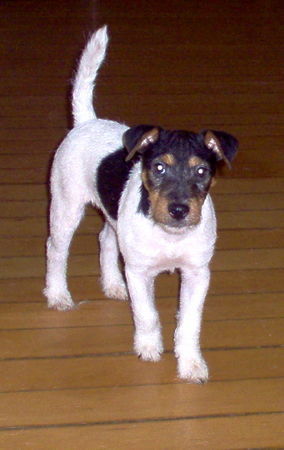 Jack-Russell-Terrier NK Ban Blair klein aber fein