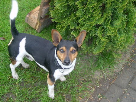 Jack-Russell-Terrier hier kommt batman,