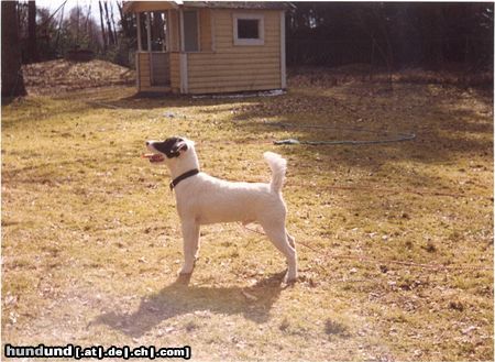 Jack-Russell-Terrier Noble Knight's Bellamy