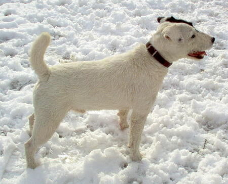 Jack-Russell-Terrier Noble Knights Bellamy 31.12.2005