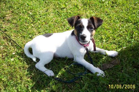 Jack-Russell-Terrier Unsere Bessie!!!!