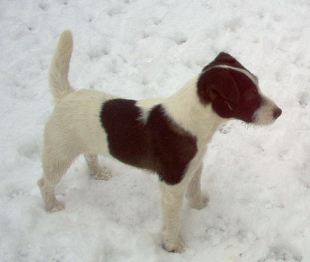 Jack-Russell-Terrier Noble Knights Bismarck