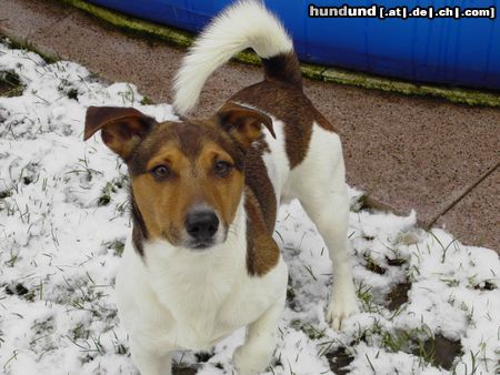 Jack-Russell-Terrier Das ist Jacky er ist 4 Jahr alt ,Er ist immer nur laufen und toben.