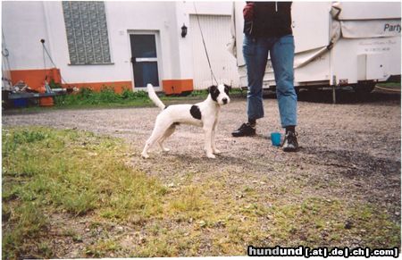 Jack-Russell-Terrier Little Trouble's Brad Young Terrier Champ.