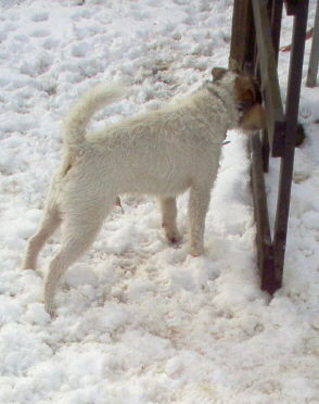 Jack-Russell-Terrier Wo sind die mädels fragt NK Buddy ????