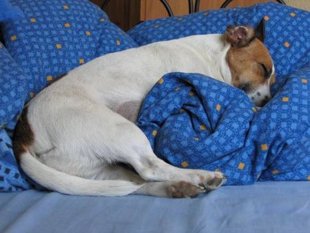 Jack-Russell-Terrier BUNNY