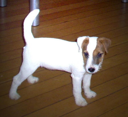 Jack-Russell-Terrier NK Chamberlain klein aber fein