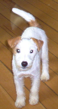 Jack-Russell-Terrier Frauchens schatzi Noble Knights Champagne