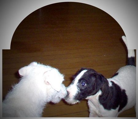 Jack-Russell-Terrier Nk Crissy & NK Chester First Love...