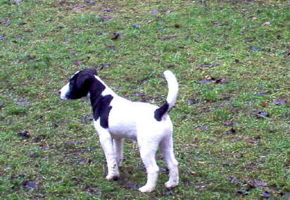 Jack-Russell-Terrier Chester ins garten einige tage vor schnee kam...