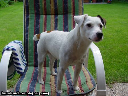 Jack-Russell-Terrier Chico wartet