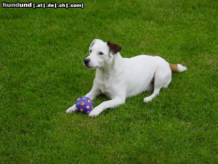 Jack-Russell-Terrier Chico mit Balli