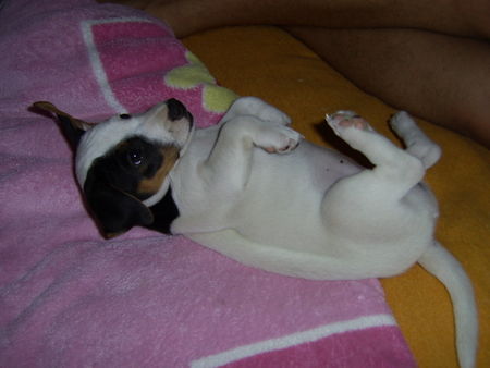 Jack-Russell-Terrier Jippi ! Endlich ist sie bei uns :-))) ! Cocki mit 8 Wo.