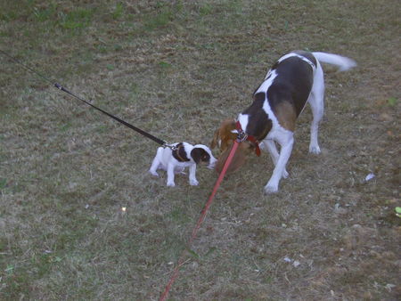 Jack-Russell-Terrier Cocki mit dem Nachbars-Beagle ! Erstes Beschnuppern ;-) !