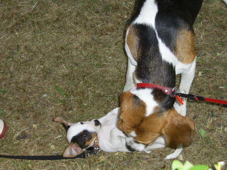 Jack-Russell-Terrier Cocki mit ihrer neuen Freundin Gina ;-) !