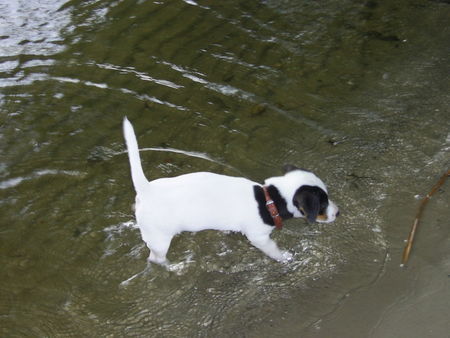 Jack-Russell-Terrier Cocki's erster Wasser-Kontakt (mit 9 Wochen) wie mutig ;-) !!!