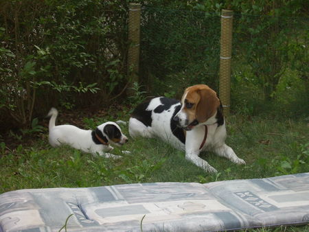 Jack-Russell-Terrier Cocki und Gina verstehen sich schon blendent !!!