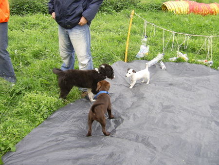 Jack-Russell-Terrier Unsere Cocki auf dem Hundeplatz mit zwei anderen Welpen 