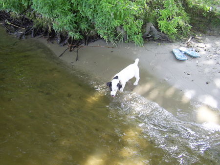 Jack-Russell-Terrier Unsere Cocki mit 9 Wo.: