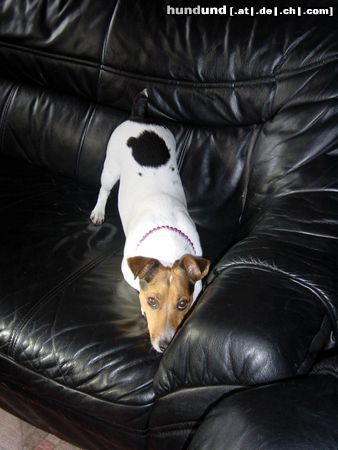 Jack-Russell-Terrier Unsere Conny