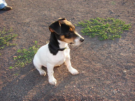 Jack-Russell-Terrier linus die kleine laus