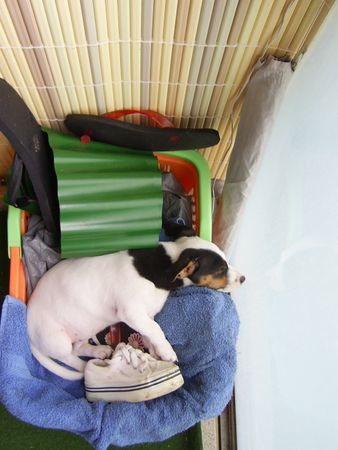 Jack-Russell-Terrier Cocki machts sich an den unmöglichsten Orten gemüdlich