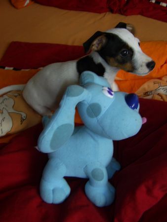 Jack-Russell-Terrier Cocki mit 11 Wo. (sie ist auch eine Tochter von Starski ;-)