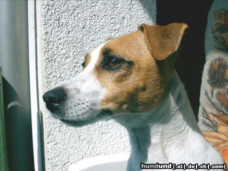 Jack-Russell-Terrier Jack Russell Hündin 