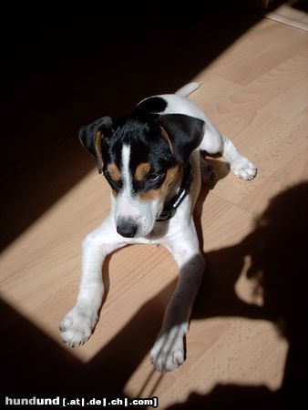 Jack-Russell-Terrier