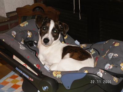 Jack-Russell-Terrier Fee im Maxi-Cosi