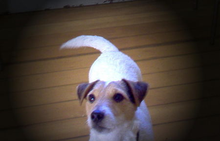 Jack-Russell-Terrier Fortuna