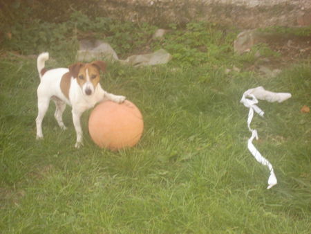 Jack-Russell-Terrier basket