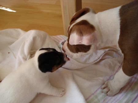 Jack-Russell-Terrier Der kleine Scrat(jacki) knutscht mit (bulldogge) nicki