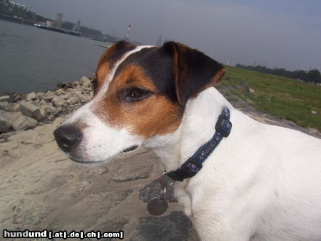 Jack-Russell-Terrier am Rhein