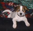 Jack-Russell-Terrier Hallohoooo