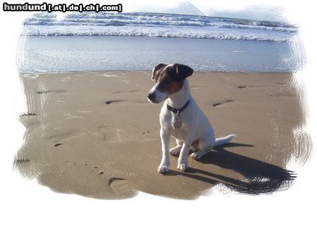 Jack-Russell-Terrier Filou am strand